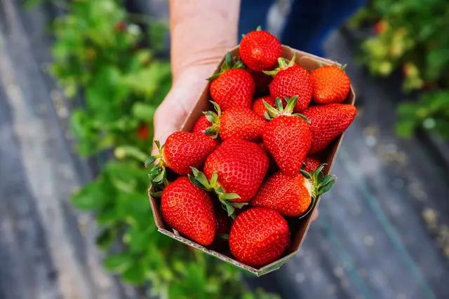 Bald wird es die ersten Erdbeeren der Saison geben. (Archivbild) | Foto: Philipp von Ditfurth/dpa