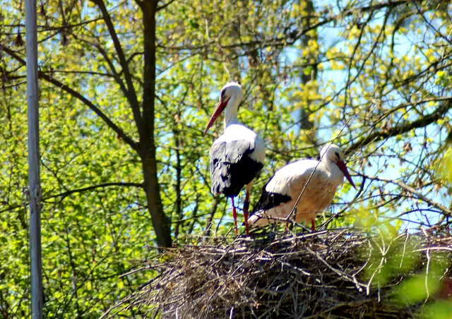 Storchenpaar freut sich auf Nachwuchs. | Foto: Hannelore Schäfer