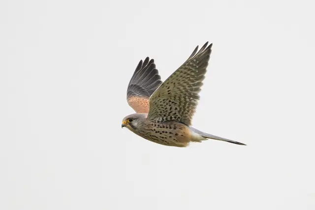 Ein Falke ist auf der B312 durch das Fahrerfenster eines Transporters geflogen und gestorben. (Symbolbild) | Foto: Silas Stein/dpa