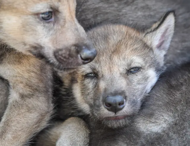 Bald könnten sich Wolfswelpen im Südwesten herumtreiben. (Archivbild) | Foto: Patrick Pleul/dpa-Zentralbild/dpa