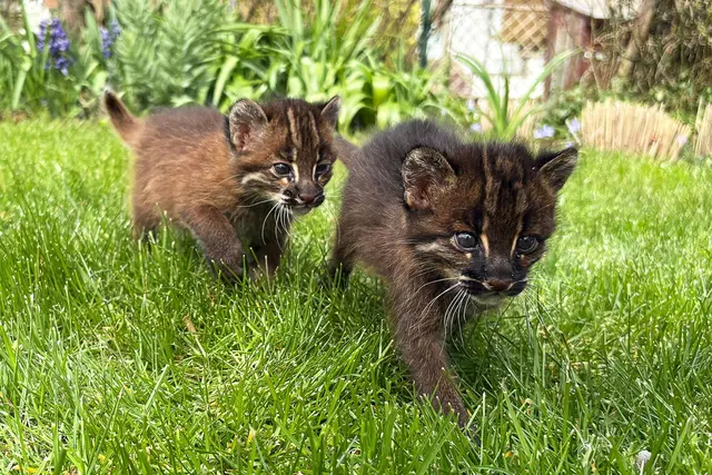 Asiatische Goldkatzen sind in europäischen Zoos seltener als Pandas. (Handout) | Foto: -/Zoo Heidelberg/dpa