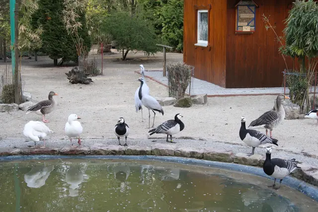 Im Vogelpark sind auch Gänse und Enten unterwegs.
 | Foto: Hannelore Schäfer
