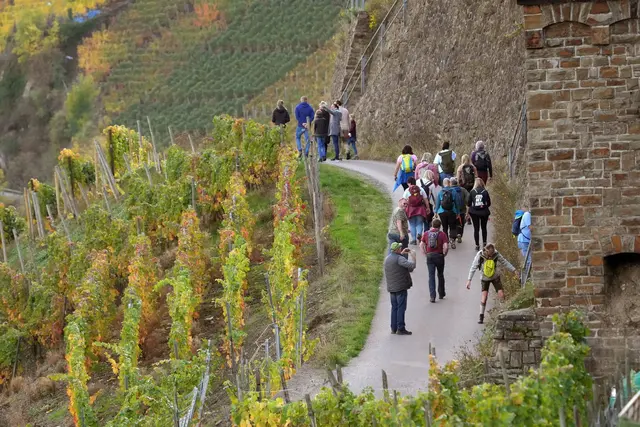 Am letzten April-Wochenende gibt es mehr als 100 geführte Wein-Wanderungen in den Anbaugebieten. (Archivbild) | Foto: Thomas Frey/dpa