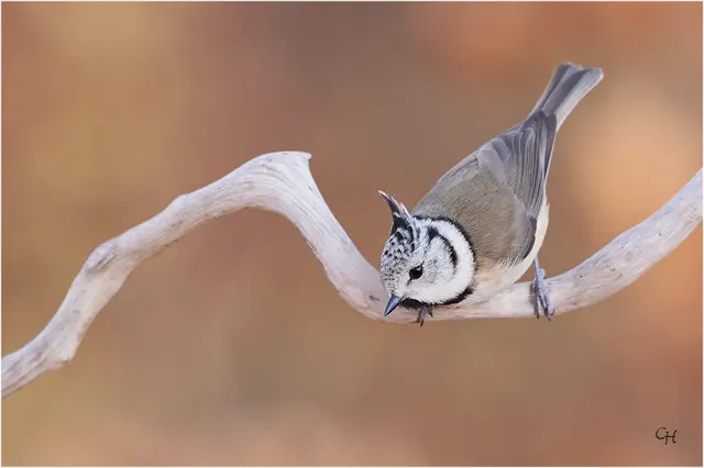 Haubenmeise | Foto: Clement Heber