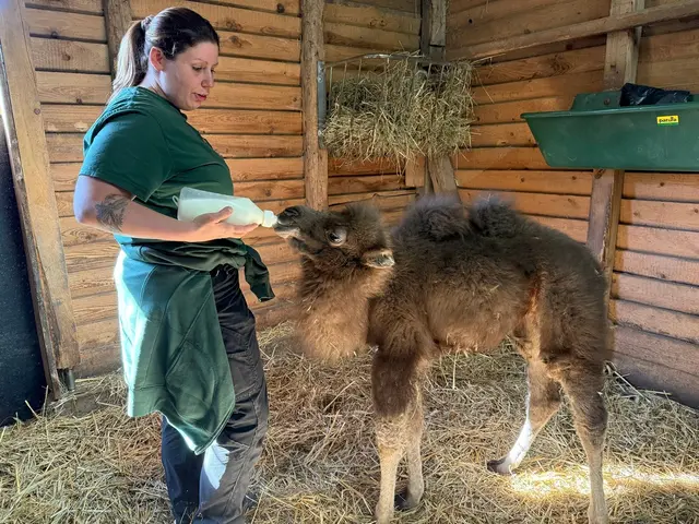 Das Trampeltierjunge entwickelt sich nach Angaben des Zoos zufriedenstellend. | Foto: Marieke Groß/Neunkircher Zoo/dpa