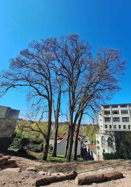 Die aus fünf Silberlinden bestehende Baumgruppe prägt den Grünzug entlang der Kaffeetreppe. Ein innovatives Verfahren soll Aufschluss über den inneren Zustand der rund 145 Jahre alten Bäume geben.  | Foto: Stadt Pirmasens / Maximilian Zwick