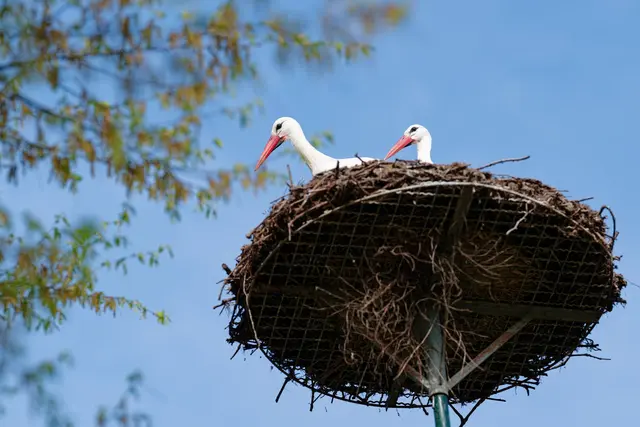 Viel Sonne und blauer Himmel sind auch für heute vorhergesagt. (Archivbild) | Foto: Uwe Anspach/dpa