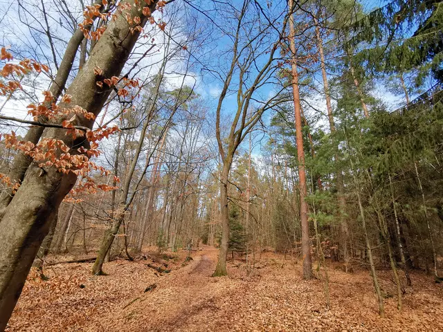 Impressionen aus dem Bienwald | Foto: Heike Schwitalla