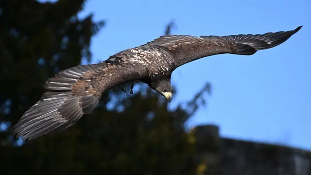 Seeadler Romeo flatterte nach etwas Überzeugungsarbeit zurück zu einer Mitarbeiterin der Greifenwarte. | Foto: -/Greifenwarte Burg Guttenberg/dpa