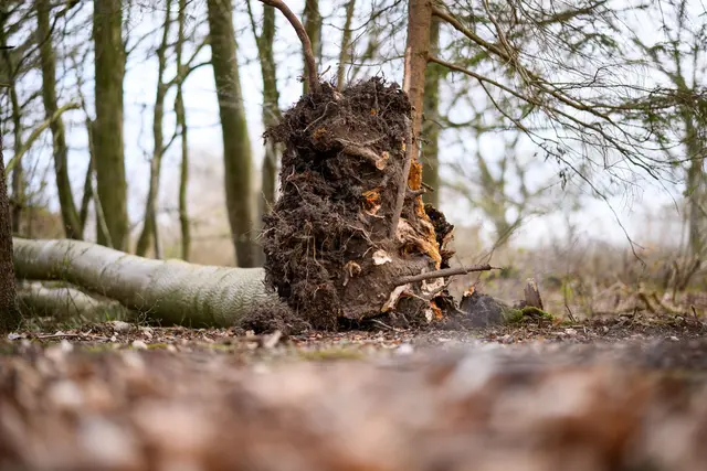 Das tödliche Unglück in Schleswig-Holstein bewegt Waldbesucher (Archivbild) | Foto: Daniel Reinhardt/dpa