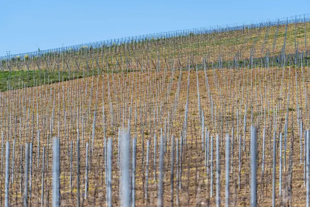 Die gesamte Rebfläche in Deutschland wird kleiner. (Symbolbild) | Foto: Andreas Arnold/dpa