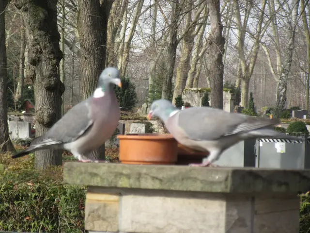 Ringeltauben auf dem Frankenthaler Parkfriedhof | Foto: Maiken Liefeith