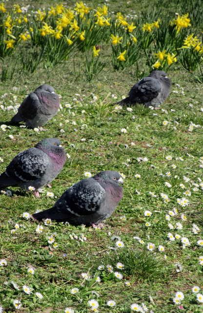 Stadttauben am Bahnhof Ludwigshafen | Foto: Maiken Liefeith