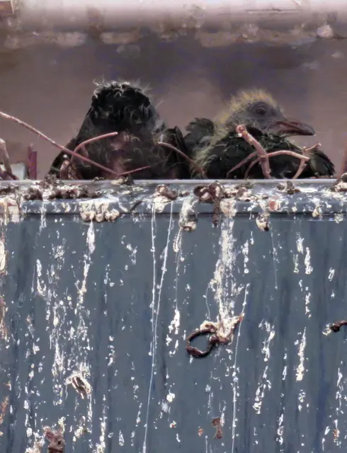 Taubennest am Berliner Platz in Ludwigshafen | Foto: Maiken Liefeith