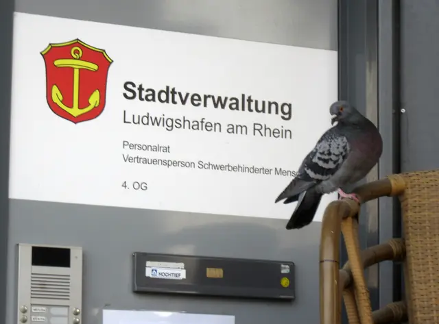 Willkommen in Ludwigshafen - eines meiner Taubenbilder | Foto: Maiken Liefeith