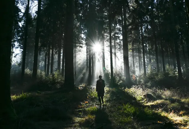 Gefahr durch Totholz: Bereits bei mäßigem Wind kann es zu herabfallenden Ästen oder umstürzenden Bäumen kommen. (zu dpa: «Darauf sollten Sie beim Waldspaziergang achten») | Foto: dpa