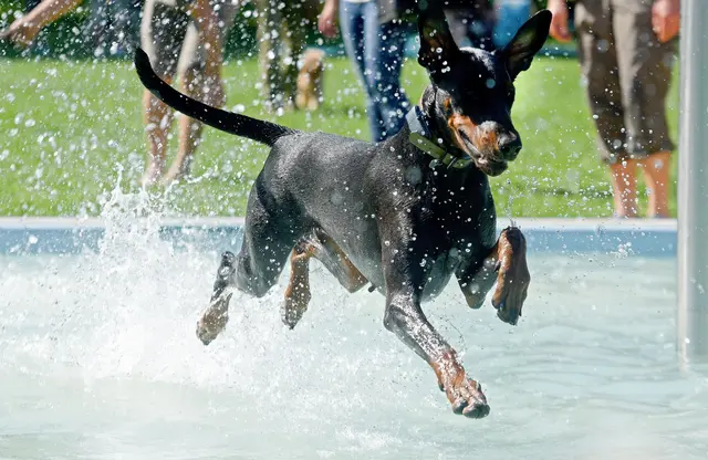 Hunde der Dobermann-Rasse können ganz schön groß werden. (Symbolbild) | Foto: Stefan Puchner/dpa