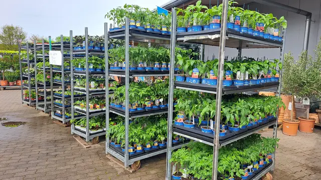 Gartencenter Kaiserslautern: Mit kräftigen Pflänzchen von Landfuxx und guter Pflege wird die Ernte erfolgreich | Foto: Monika Klein