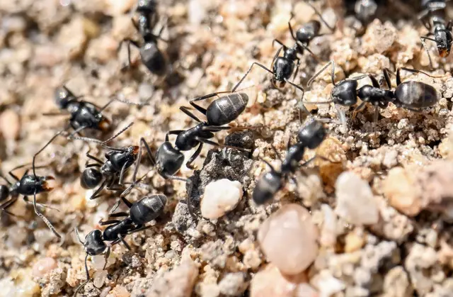 Die Große Drüsenameise ist im Saarland bisher nur in Saarlouis nachgewiesen worden (Symbolbild) | Foto: Uli Deck/dpa