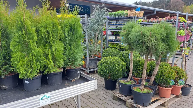 Gehölze und Büsche in unterschiedlichen Höhen sorgen für Abwechslung | Foto: Monika Klein