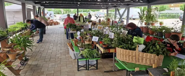 von Hobbygärtnern für Hobbygärtner - der Pflanzenmarkt des  Obst- und Gartenbauvereins Sondernheim | Foto:  Obst- und Gartenbauverein e. V. Sondernheim