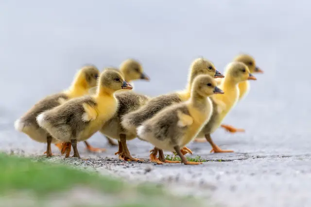 Die Ankunft der Küken wird im Geoskop erwartet | Foto: byrdyak/stock.adobe.com