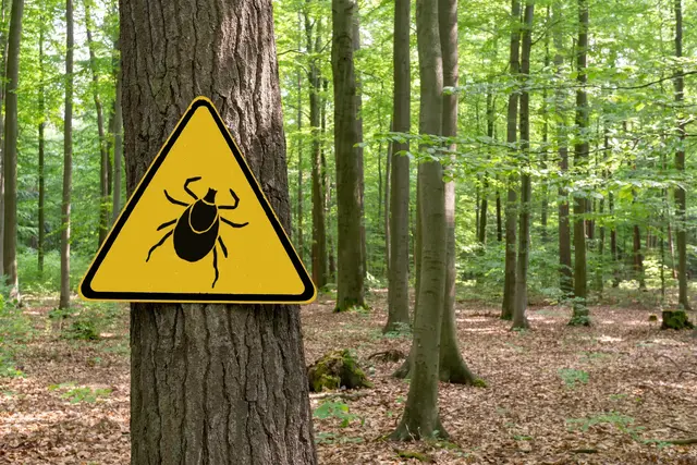 Symbolbild: Zecken gibt es nicht nur im Wald, sondern auch im Park und im eigenen Garten. Diese Übersicht zeigt, welche Schutzmaßnahmen im Alltag helfen und wann eine FSME-Impfung sinnvoll sein kann. | Foto: gabort/stock.adobe.com