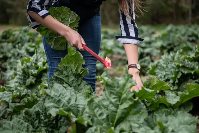 Richtig ernten: Die Stangen des Rhabarbers sollten vorsichtig herausgedreht werden. (zu dpa: «Drehen statt schneiden: Tipps für die Rhabarber-Ernte») | Foto: dpa