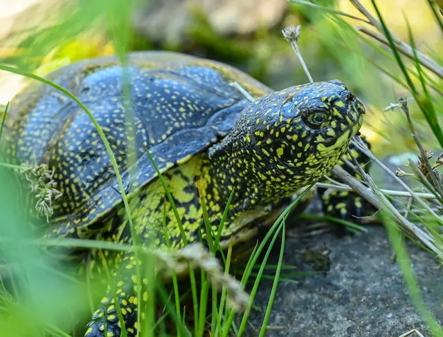 Schildkröten bieten wegen ihres geringen Gewichts wenig Nährwert. (Symbolbild) | Foto: Patrick Pleul/dpa-Zentralbild/ZB