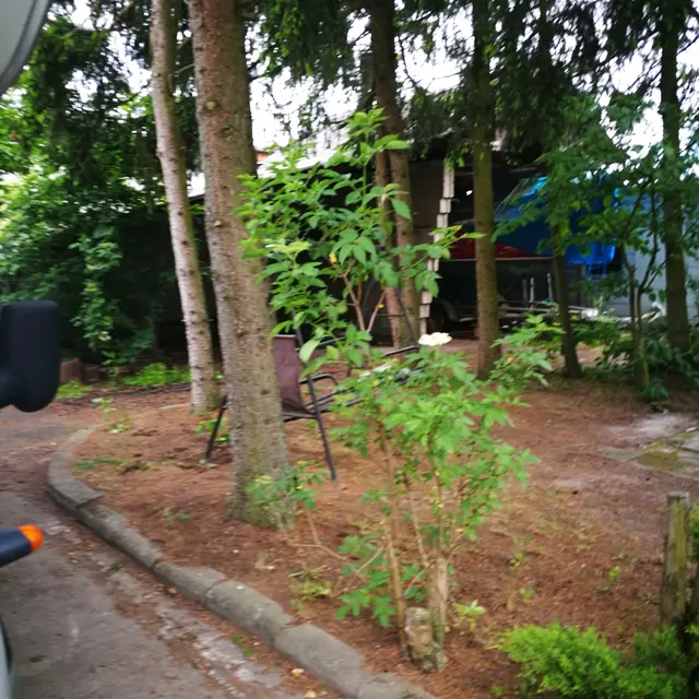 unser kleiner wald | Foto: Anita Hatfield