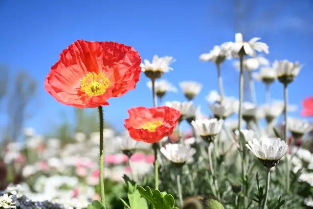 Zehntausende Blumenzwiebeln und Pflanzen wurden auf dem Gelände neu gesetzt. (Archivbild) | Foto: Felix Kästle/dpa