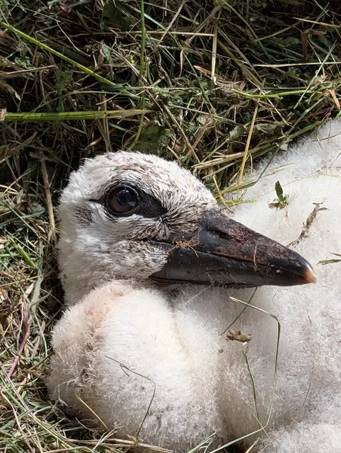 Das Storchenjunge "Wolkenkratzer" hat den Sturz aus dem Nest glücklicherweise und wie durch ein Wunder überlebt | Foto: Haag/gratis
