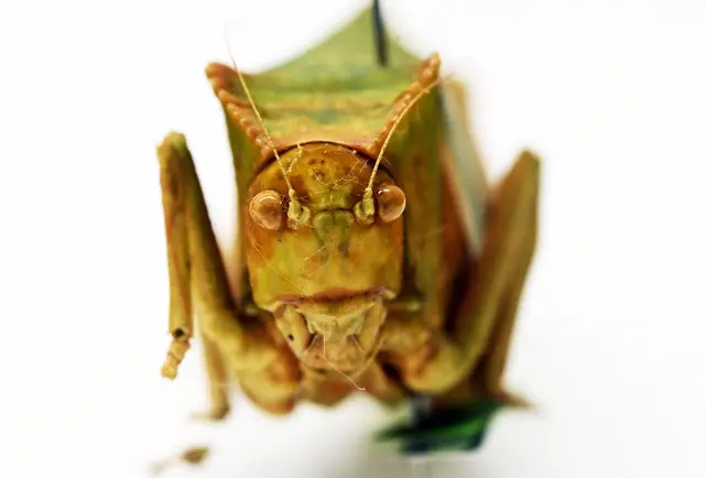 Riesenblattschrecken zählen zu den größten Insekten der Welt. | Foto: Uli Deck/dpa