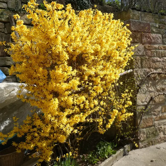 Foto: Heinrich Scneider