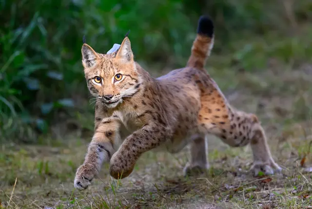 Es ist unklar, ob der Luchs aus der Schweiz zurückkommen wird.(Archiv) | Foto: Hendrik Schmidt/dpa