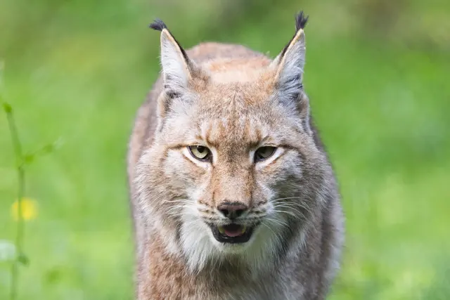 Auf Partnerinnensuche ist Luchs «Juro» über den Rhein in die Schweiz geschwommen.(Archiv) | Foto: Lando Hass/dpa