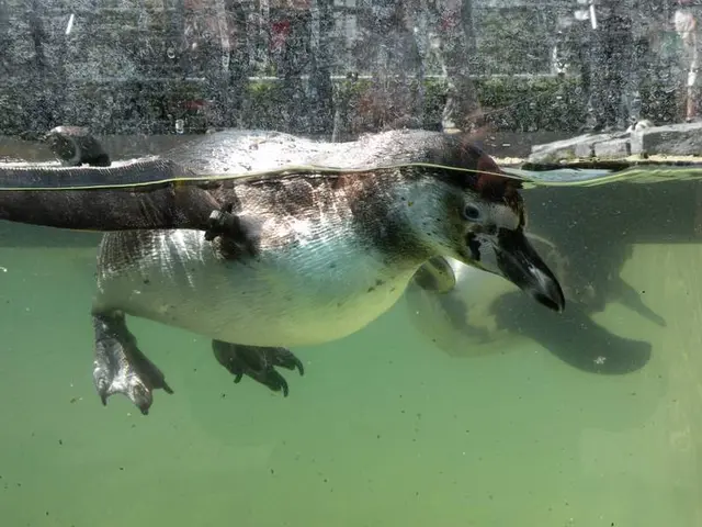 Pinguin auf Tauchstation | Foto: Luisenpark Mannheim