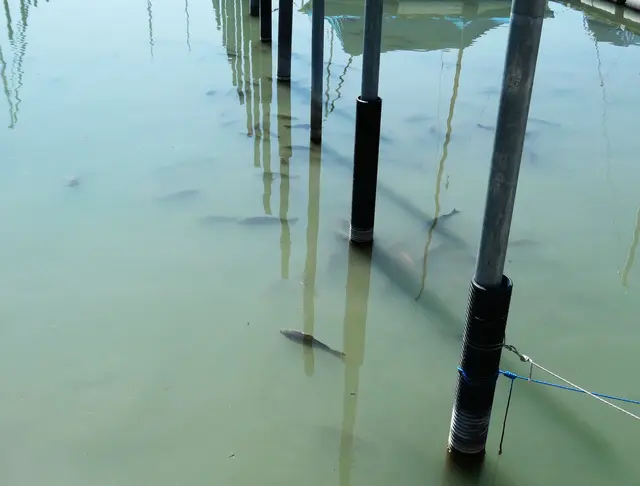 Am Bodenseeufer wurden tote Fische entdeckt. (Foto Handout) | Foto: Landratsamt Bodenseekreis/dpa