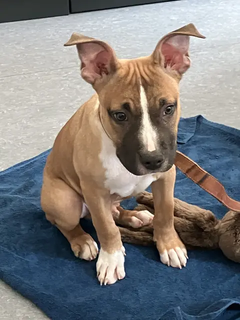 Ein ausgesetzter Hundewelpe wurde an einem Wirtschaftsweg entdeckt. Die Polizei bittet um Hinweise zum Halter oder zu Beobachtungen. | Foto: Polizeipräsidium Mainz