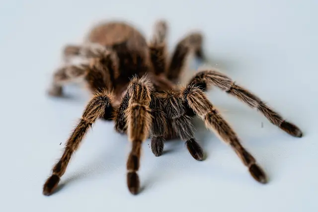 Die Bundespolizei hat die Besitzerin der Vogelspinnen gefunden. (Symbolbild) | Foto: Uwe Anspach/dpa