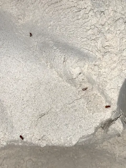 Reismehlkäfer in einem Mehlsilo.
 | Foto: Landratsamt Rhein-Neckar-Kreis