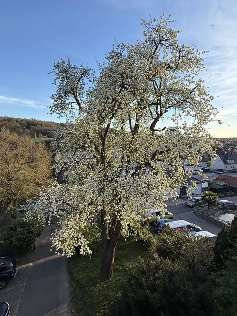 Unser großer Hausbaum blüht mal wieder prächtig. | Foto: Martina Munz