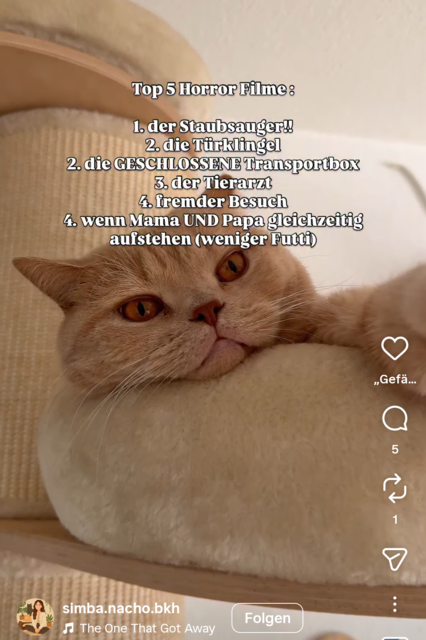 Quelle: @simba.nacho.bkh (instagram) - meine Top 5 Horror-Filme die Katzenedition | Foto: instagram