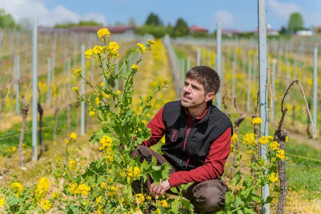 Florian Schmitt setzt unter anderem auf Winterrübse.  | Foto: Andreas Arnold/dpa