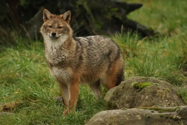Goldschakale sind in Baden-Württemberg sehr selten und dennoch heimisch. (F. Böcker/dpa) | Foto: F. Böcker/dpa