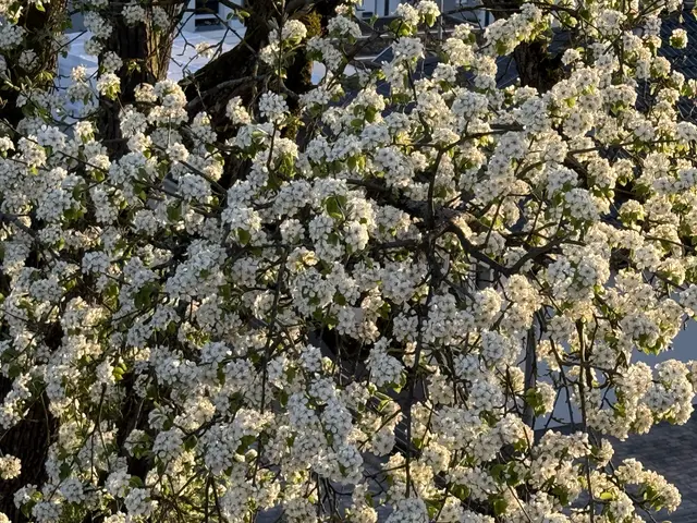 Dieses Jahr wird es wieder zahlreiche Mostbirnen geben. | Foto: Martina Munz