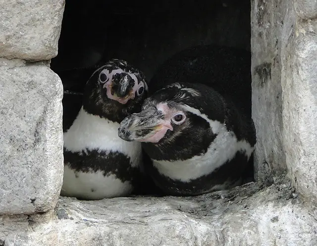 Pinguine im Luisenpark | Foto: Luisenpark Mannheim
