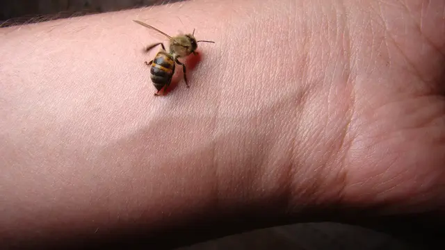 Ein Insekt oder eine Spinne im Auto lenkt ab. Wer ruhig bleibt und erst nach dem sicheren Anhalten lüftet, reduziert das Unfallrisiko. | Foto: Dr.MYM/stock.adobe.com