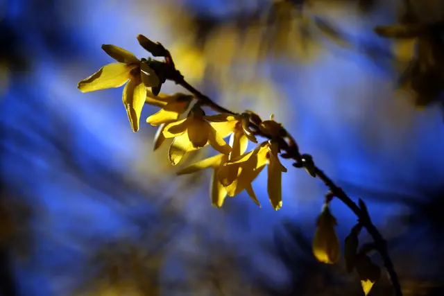 Direkt nach der Blüte sollten ältere und schwache Triebe der Forsythie bodennah zurückgeschnitten werden, während kräftige junge Bodentriebe stehen bleiben, damit die Pflanze im nächsten Frühjahr wieder üppig blüht. (zu dpa: «Forsythien schneiden – wann ist der beste Zeitpunkt?») | Foto: dpa