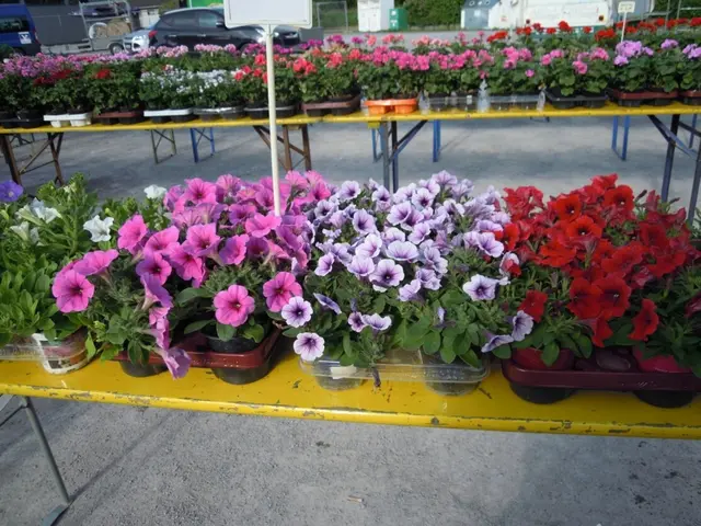 Einladung zum Blumenmarkt | Foto: W. Schmidhuber